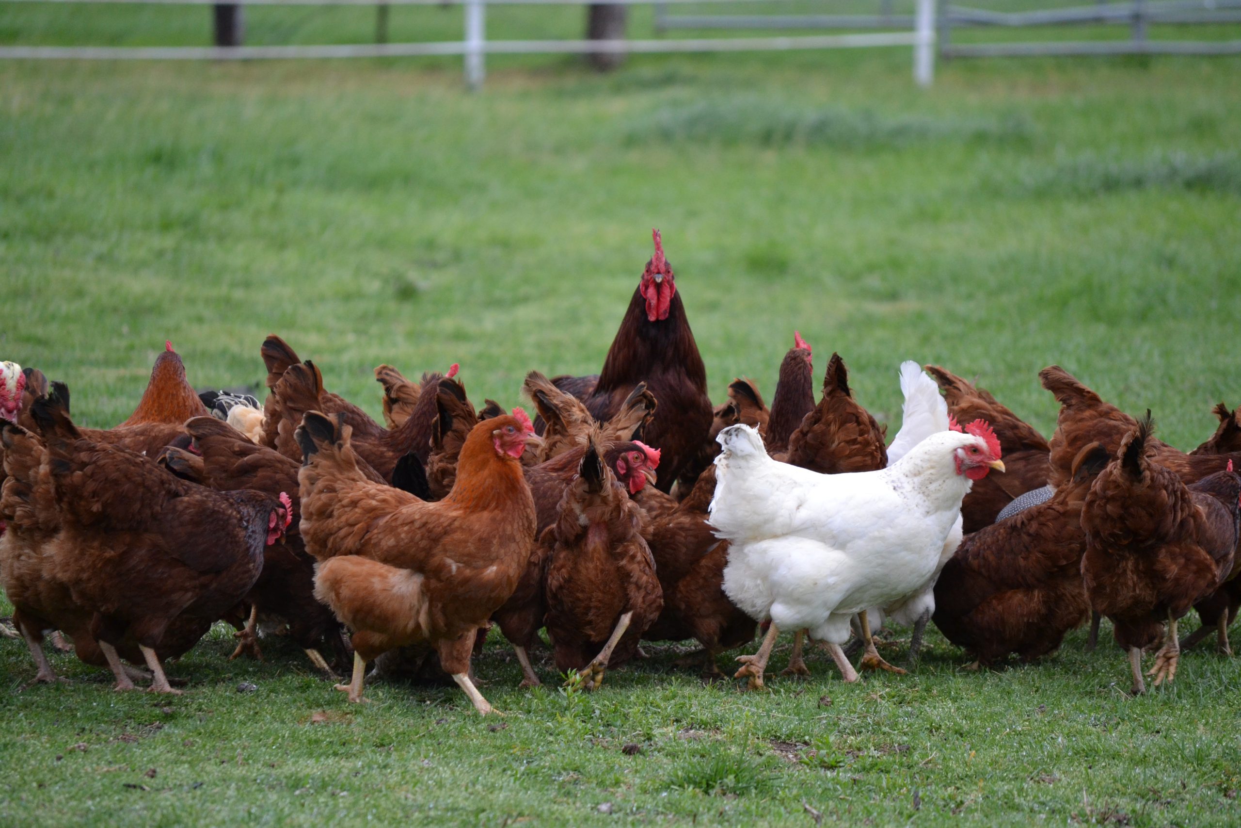 Heritage pullets providing quality started pullets