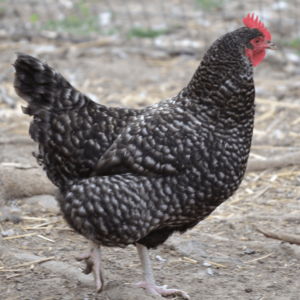 Barred Plymouth Rocks