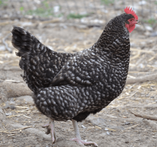 Barred Plymouth Rocks