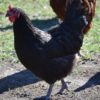 Black Australorps - Heritage Pullets