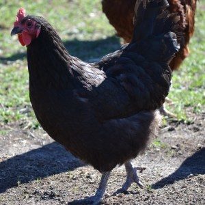 Black Australorps