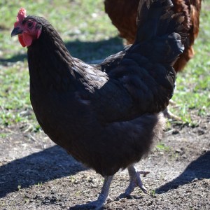 Black Australorp Started Pullet