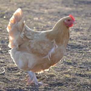 Buff Orpington