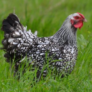 Silver Laced Wyandotte Started Pullets