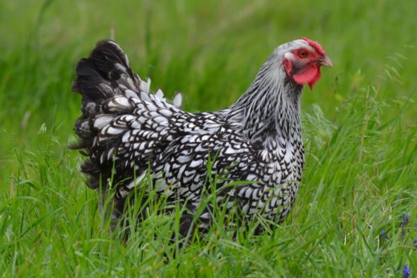 Silver Laced Wyandotte Started Pullets