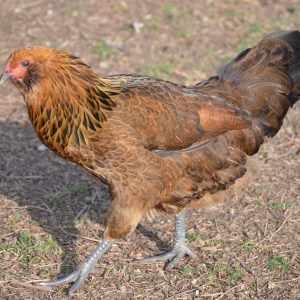 Ameraucana