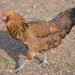 Ameraucana Started Pullets