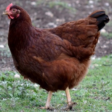 Rhode Island Red Started Pullets