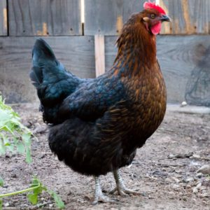 Black Star Started Pullet
