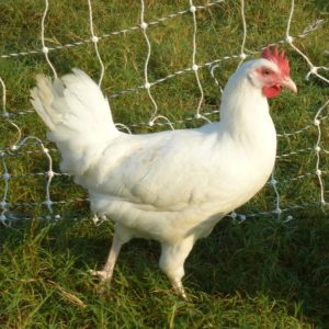 White Leghorn