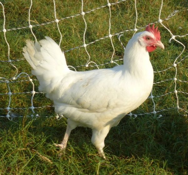 White Leghorn