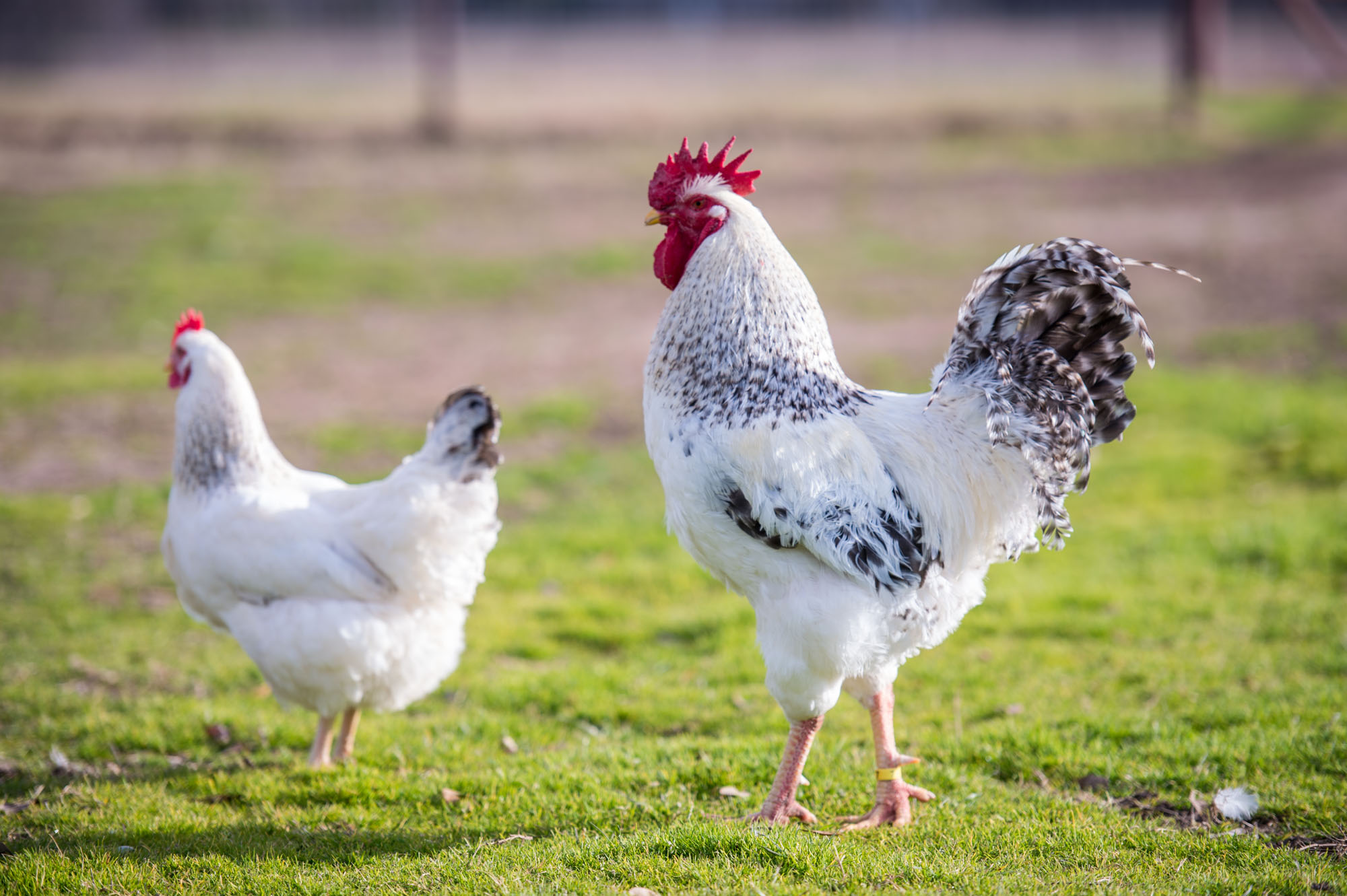 Delaware Rooster Vs Hen  