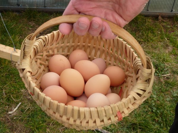Black Australorp Eggs