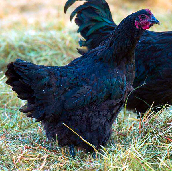 Black Australorp Pullet