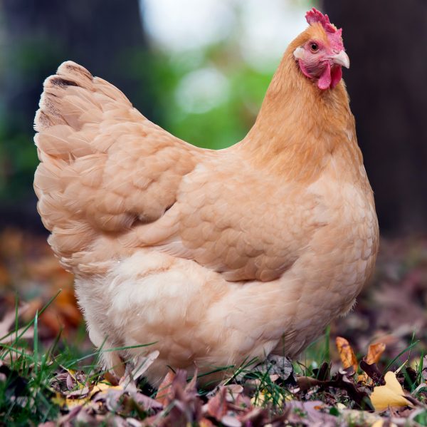 Buff Orpington Pullet