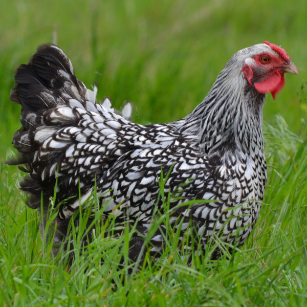 Silver Laced Wyandotte