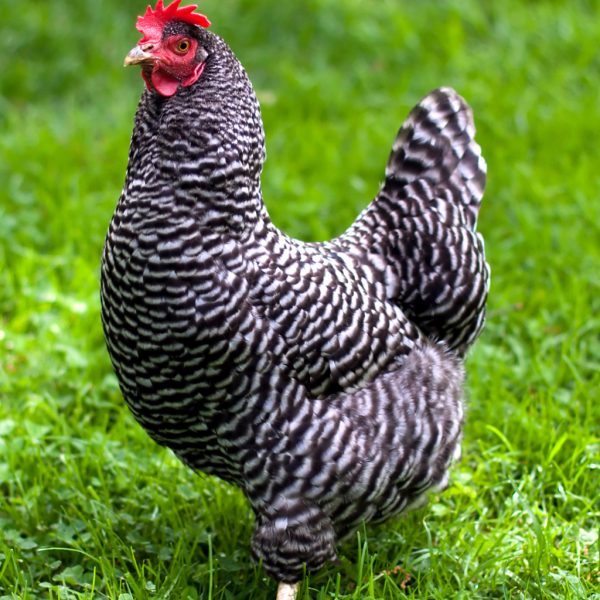 Barred Rock Pullet