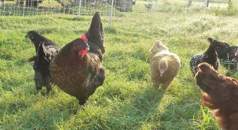 Started Pullets on Pasture