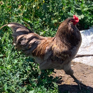 Ameraucana Rooster